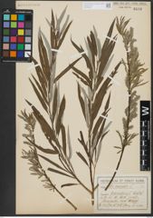 Foto von Salix viminalis L.